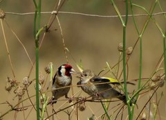 Carduelis carduelis
