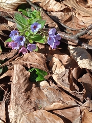 Pulmonaria obscura