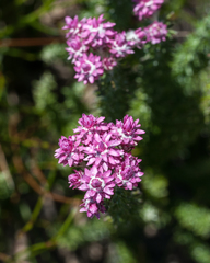 Lachnospermum umbellatum