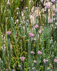Lachnospermum umbellatum