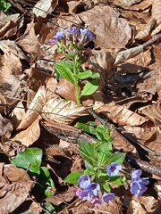 Pulmonaria obscura