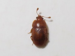 Epuraea aestiva