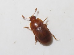 Epuraea aestiva