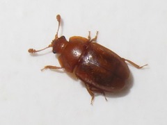 Epuraea aestiva