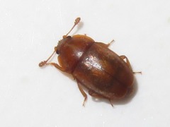 Epuraea aestiva