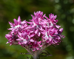 Lachnospermum umbellatum