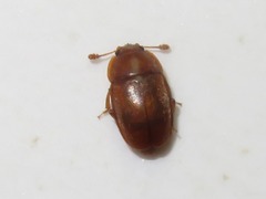 Epuraea aestiva