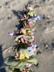 Penstemon acuminatus