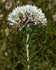 Agathosma bifida