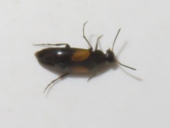 Anaspis fasciata