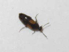 Anaspis fasciata