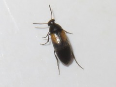 Anaspis fasciata