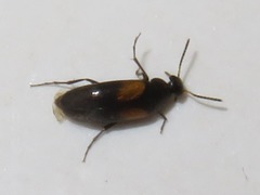 Anaspis fasciata