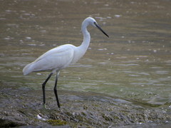 Egretta garzetta