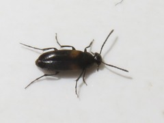 Anaspis fasciata