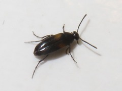 Anaspis fasciata