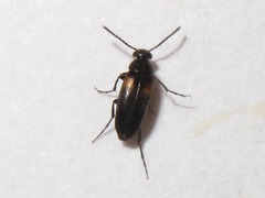Anaspis fasciata