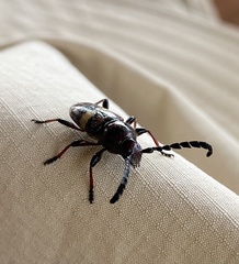 Lissonotus flavocinctus