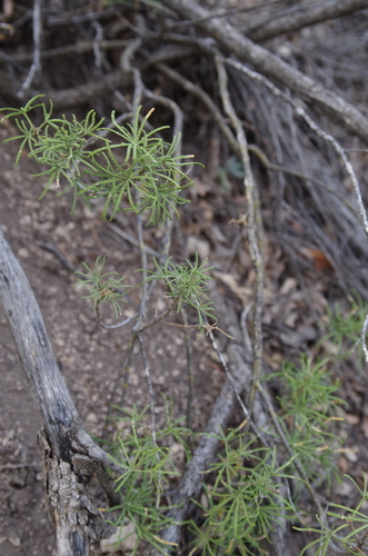 Image of Choisya dumosa by (c) Eric Knight, some rights reserved (CC BY)