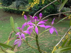 Epidendrum flexuosum