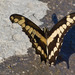 Cuban King Swallowtail - Photo (c) djhiker, some rights reserved (CC BY-NC), uploaded by djhiker