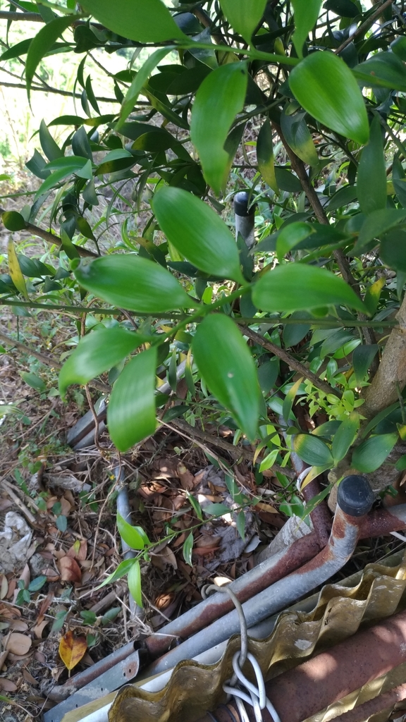 Nageia nagi, Taiwan