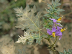 Solanum virginianum