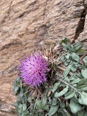 Centaurea raphanina mixta