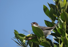 Curruca melanocephala