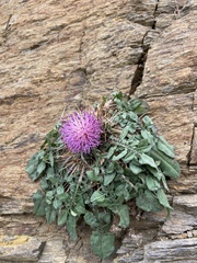 Centaurea raphanina mixta