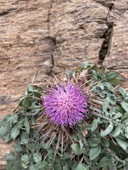 Centaurea raphanina mixta