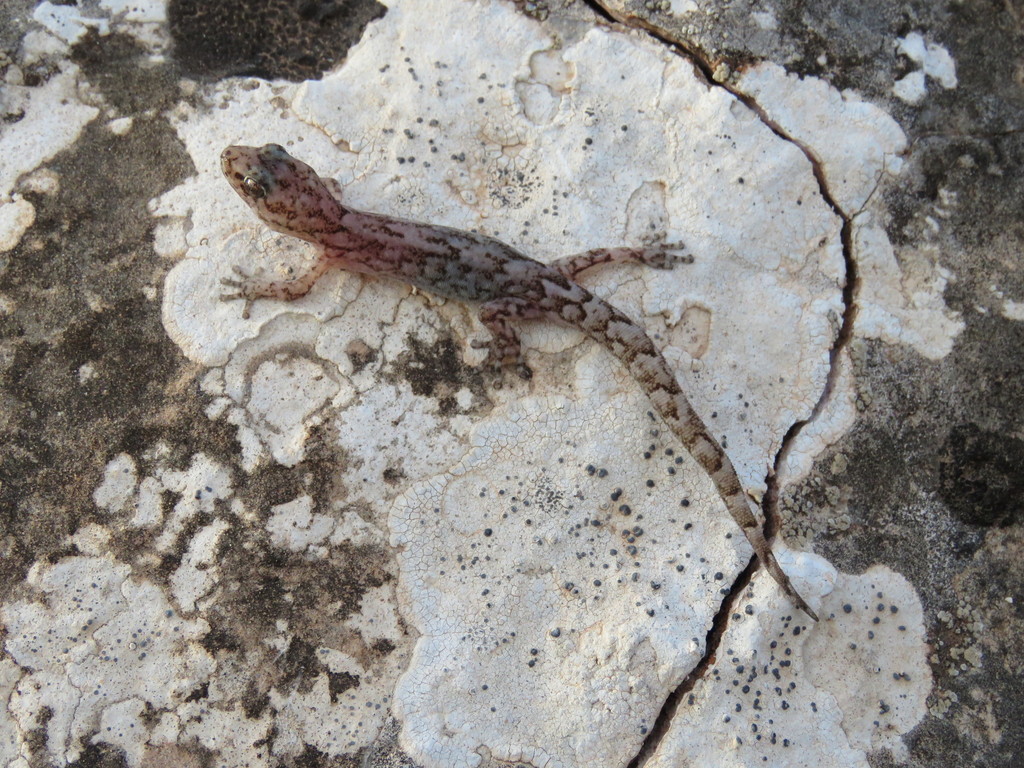 Alexander's Marbled Gecko