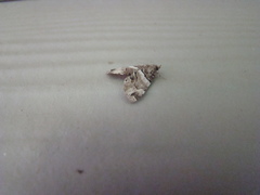Cutina distincta