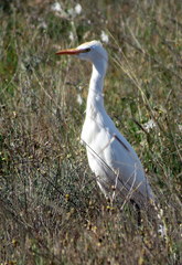 Bubulcus ibis