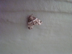 Cutina distincta