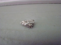Cutina distincta