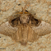 Euglyphis larunda - Photo 由 A Lamberts 所上傳的 (c) A Lamberts，保留部份權利CC BY-NC