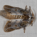 Euglyphis laronia - Photo 由 A Lamberts 所上傳的 (c) A Lamberts，保留部份權利CC BY-NC
