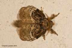 Euglyphis lepta