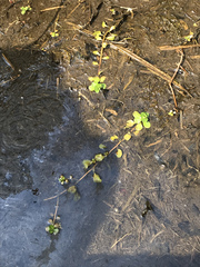 Ludwigia grandiflora