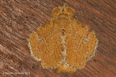 Euglyphis vitripuncta