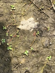 Ludwigia grandiflora