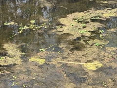 Ludwigia grandiflora