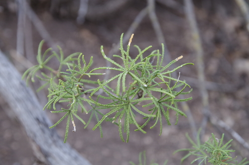 Image of Choisya dumosa by (c) Eric Knight, some rights reserved (CC BY)