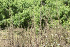 Scrophularia rubricaulis