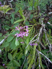Epidendrum flexuosum