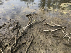 Ludwigia grandiflora
