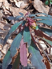 Euphorbia amygdaloides