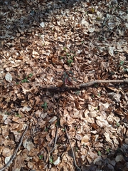 Euphorbia amygdaloides