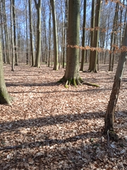 Euphorbia amygdaloides